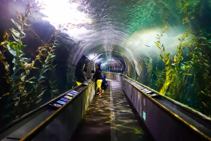 一家人在海湾水族馆的隧道里观赏海洋生物