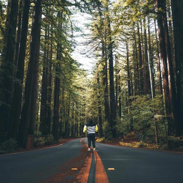 一名男子背对镜头站在通往高大红杉树的路上. 